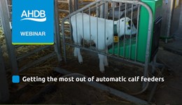 Getting the most out of automatic calf feeders